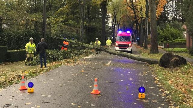 Weer en wind fataal voor boom