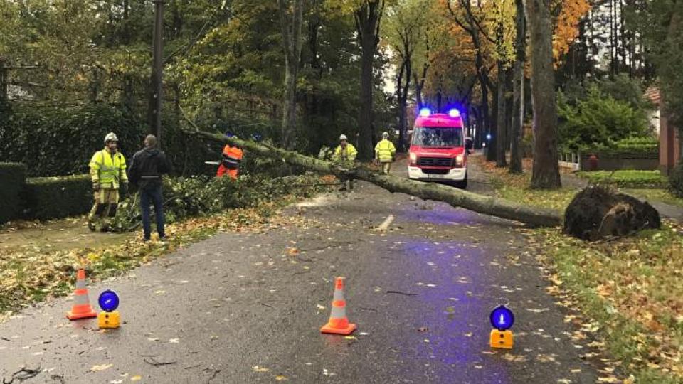 Weer en wind fataal voor boom